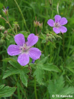 Geranium_sylvaticum_Vogesen_210509_TK01.jpg