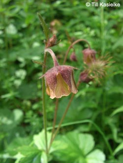 Geum_rivale_Dreimuehlener_Wasserfall_100612_TK06.jpg