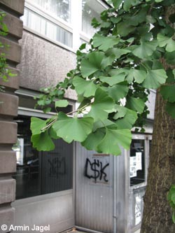 Ginkgo_biloba_BOInnenstadt170710_ja01.jpg