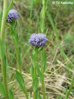 Globularia_punctata_SWD2009_TK139.jpg