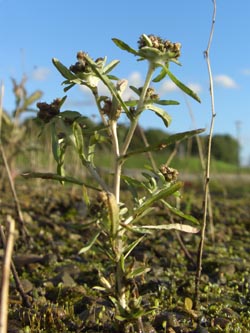 Gnaphalium_uliginosum_BOMedizinpark180907_ja01.jpg