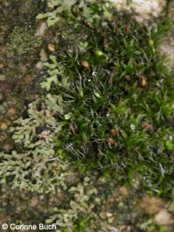 Grimmia_pulvinata_Phaeophyscia_orbucularis_RuhrUniBochum090124_08.jpg