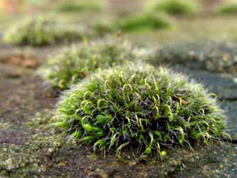 Grimmia_pulvinata_Schmechtingtal071117_ja01.jpg