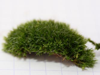 Grimmia_pulvinata_Tortula_BO-RUB-Kryptogamen_140112_CB12.jpg