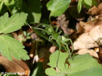 Gruene_Spinne_BrilonerHochflaeche260409_CB13.jpg