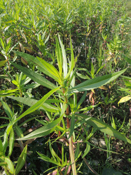 Guizotia_abyssinica_220917_ja02_3.jpg