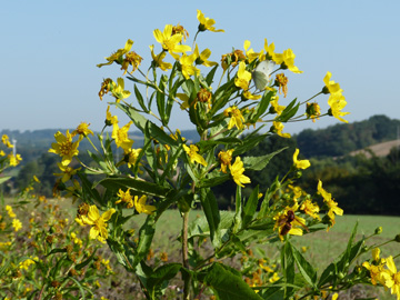 Guizotia_abyssinica_Iserlohn_040916_WHessel01.jpg