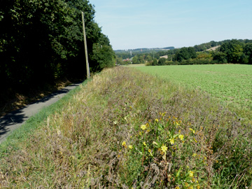 Guizotia_abyssinica_Iserlohn_OhlerWeg_210916_WHessel01.jpg