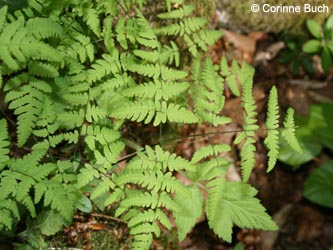 Gymnocarpium_dryopteris_BrilonNSGSchwarzerKopf260409_CB01.jpg