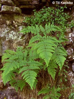 Gymnocarpium_robertianum_Ruprechtsfarn_Wutach_230509_TK01.jpg