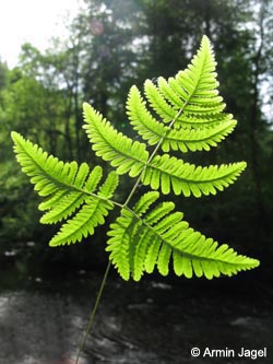 Gymnocarpium_robertianum_SWD_Wutachschlucht240509_ja01.jpg