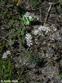 Gypsophila_fastigiata_SWHaenge_Kyffhaeuser040610_ja02.jpg