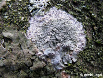 Haematomma_ochroleucum_BOUnigelaende190113_ja01.jpg