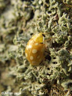 Halyzia_sedecimguttata_Sechszechnfleck_Schmechtingwiese171107_ja01.jpg