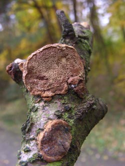 Hapalopilus_rutilans_251009_TK01.jpg
