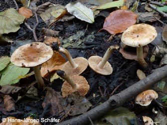 Hebeloma_sacchariolens_Suessriechender_Faelbling_BoevinghauserBachtal141012_HJSchaefer.jpg