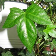 Hedera_Risse_ja05.jpg