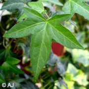 Hedera_Risse_ja07.jpg