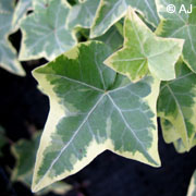 Hedera_Risse_ja10.jpg