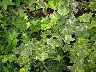 Hedera_Risse_ja20.jpg