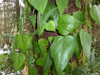 Hedera_colchica_180210_ho03.jpg