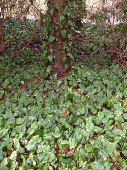 Hedera_colchica_180210_ho06.jpg