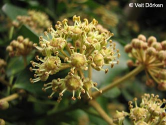 Hedera_colchica_191009_VD04.jpg