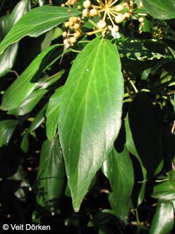 Hedera_colchica_270909_VD03.jpg