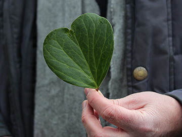 Hedera_colchica_Bochum_Unicenter_Kryptogamen_210118_CB03.jpg