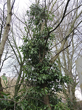 Hedera_colchica_Bochum_Unicenter_Kryptogamen_210118_ja03.jpg