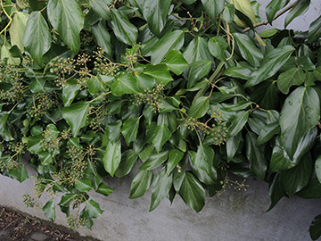 Hedera_colchica_Bochum_Unicenter_Kryptogamen_210118_ja06.jpg