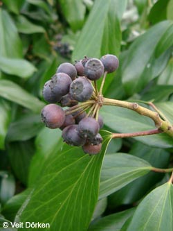 Hedera_colchica_Fruechte_VD02.jpg