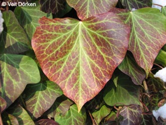 Hedera_helix_050110_VD02.jpg