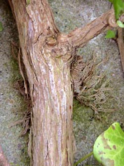 Hedera_helix_170210_ho04.jpg