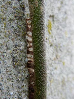 Hedera_helix_170210_ho05.jpg