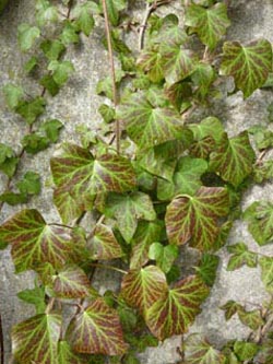 Hedera_helix_170210_ho08.jpg