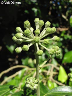 Hedera_helix_310809_VD01.jpg