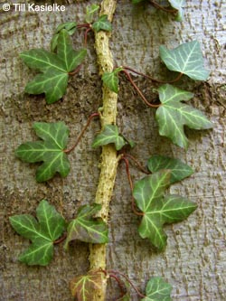 Hedera_helix_Brilon09_TK01.jpg