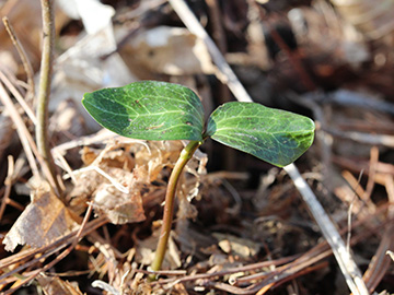 Hedera_helix_Keimling_260318_CB02.jpg