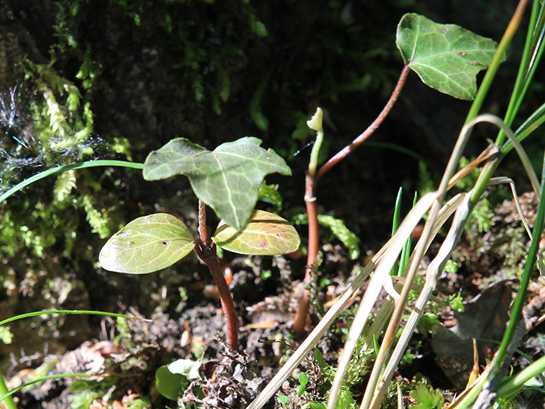 Hedera_helix_Keimling_Bottrop_060520_CB.jpg