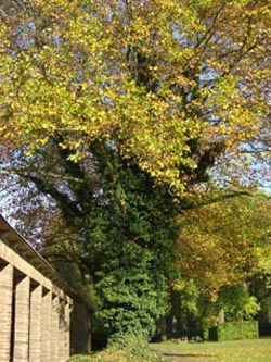 Hedera_helix_Platanus_hybrida_BOHauptfriedhof221007_ja04.jpg