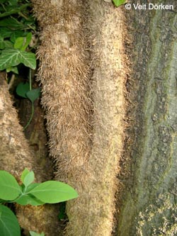 Hedera_helix_Rinde_VD01.jpg