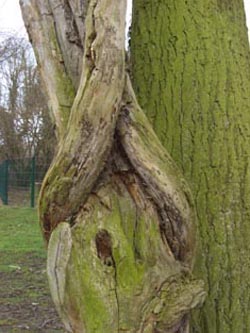 Hedera_helix_StammBaum_WeitmarBO_050406_ja01.jpg