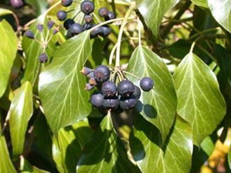 Hedera_helix_ho01.jpg