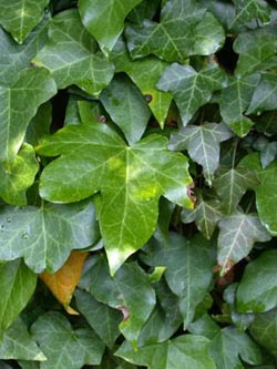 Hedera_helix_ho11.jpg