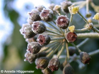 Hedera_helix_ho20.jpg