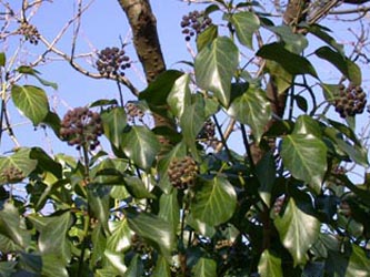 Hedera_helix_ho24.jpg