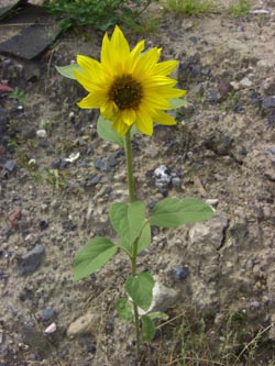 Helianthus_annuus_DOHoerdePhoenixsee210712_TK01.jpg