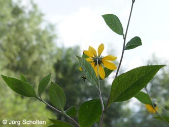 Helianthus_tuberosus_DURheinhausen_130914_JScholten02.jpg