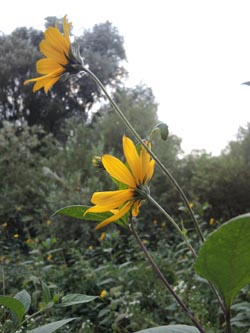 Helianthus_tuberosus_DURheinhausen_130914_ja02.jpg